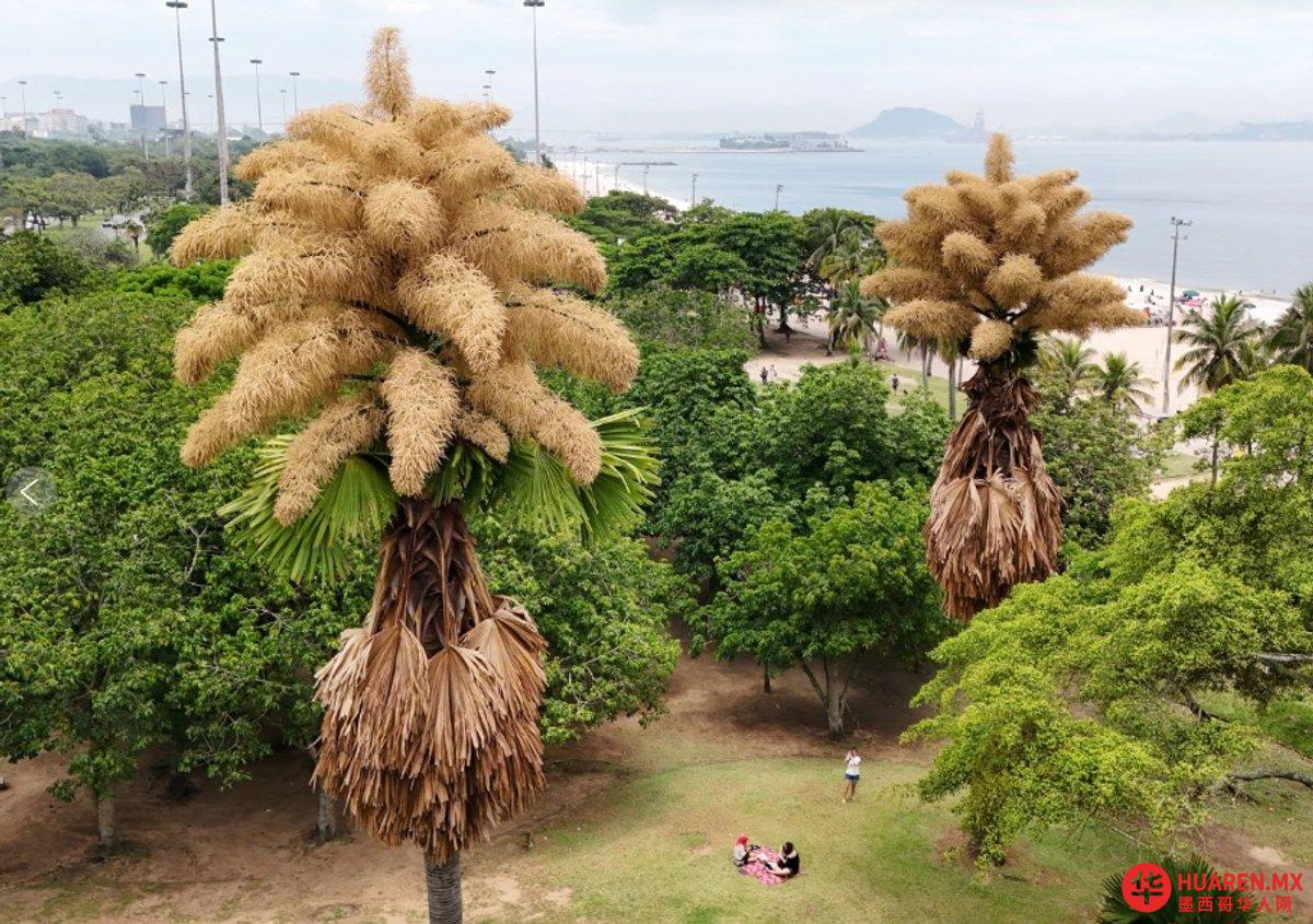 帕尔梅拉斯·塔利波特(Palmeras Talipot)在里约热内卢首次开花