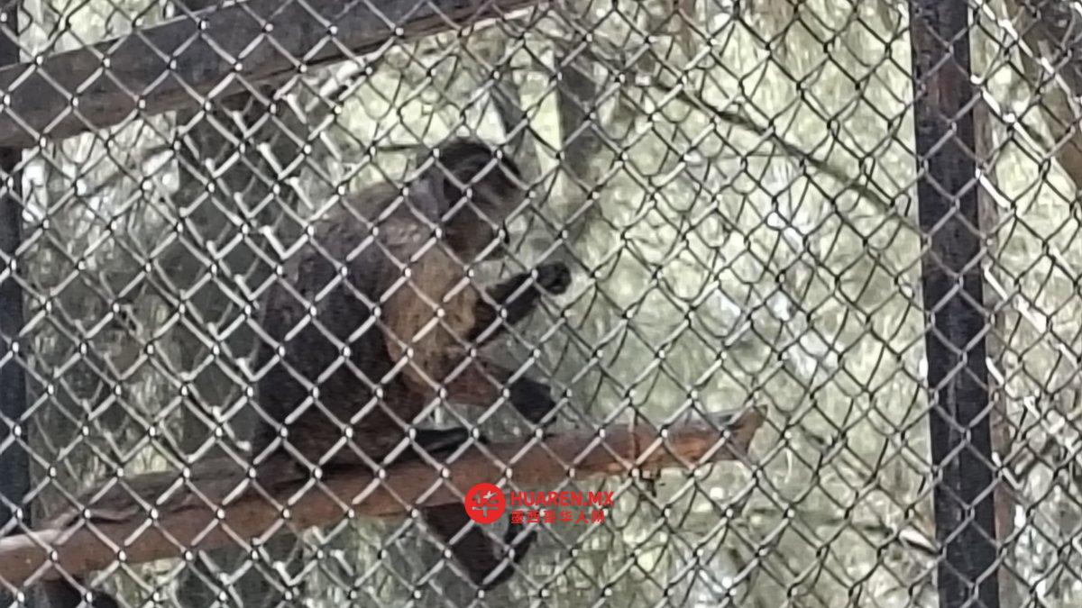 莱昂动物园危机:动物死亡潮、人员解雇及园长辞职