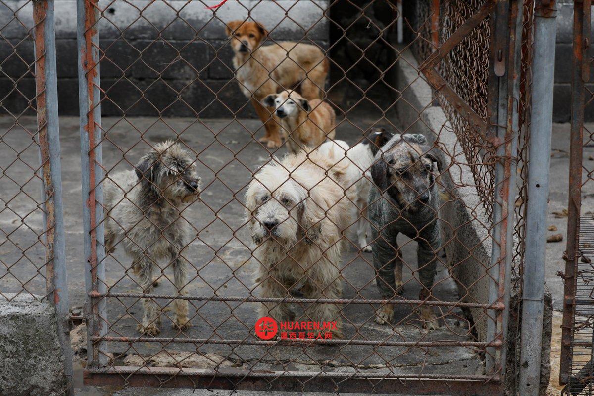 Cuajimalpa动物收容所被驱逐，暴露在恶劣的环境中：狗和猫的生活条件
