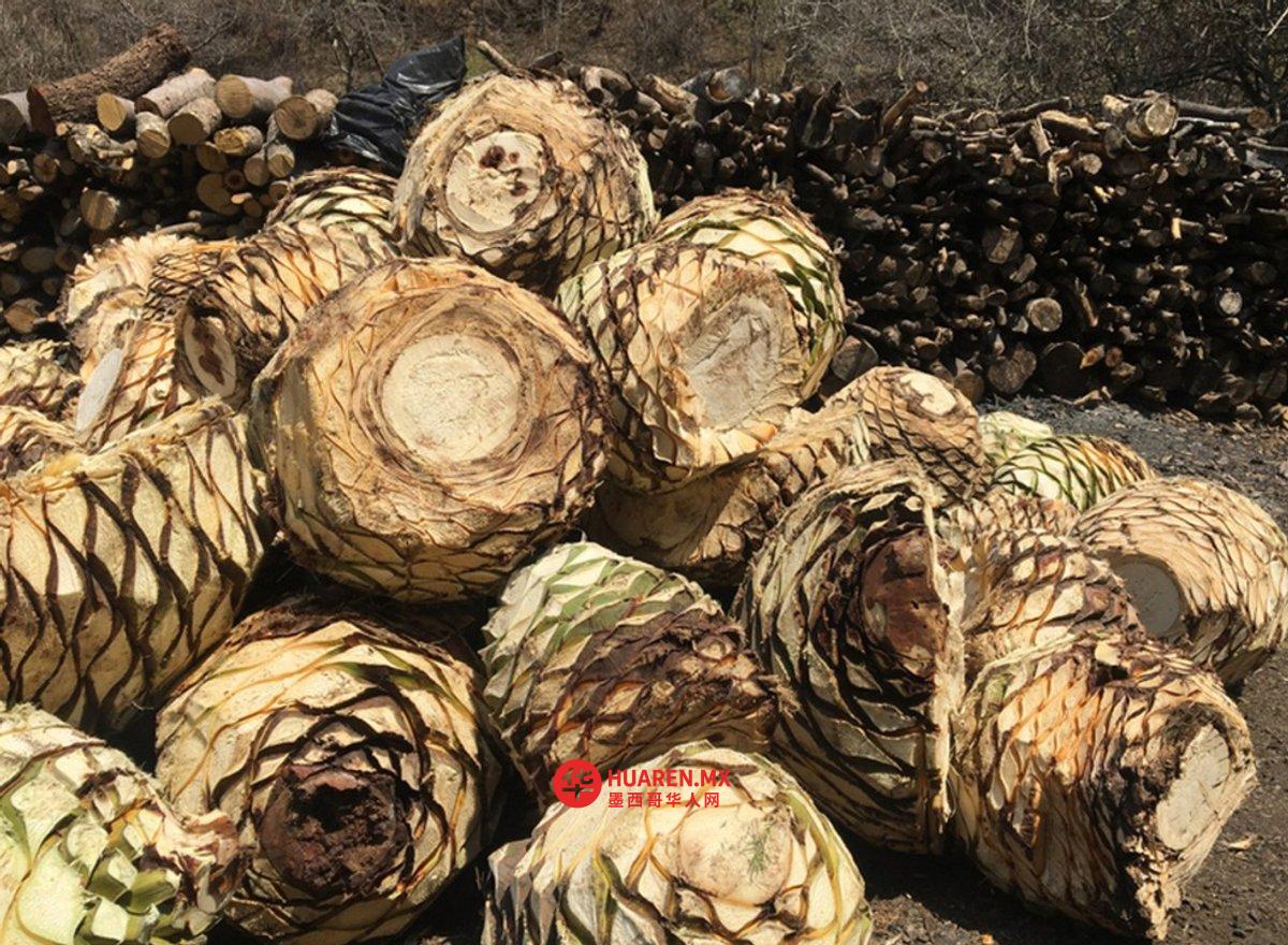 龙舌兰酒行业致力于改进废水处理方式