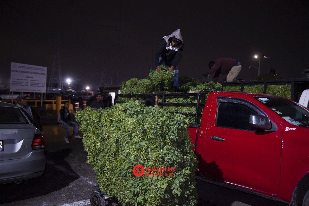 今年罗梅里托斯(romeritos)的产量打破了纪录