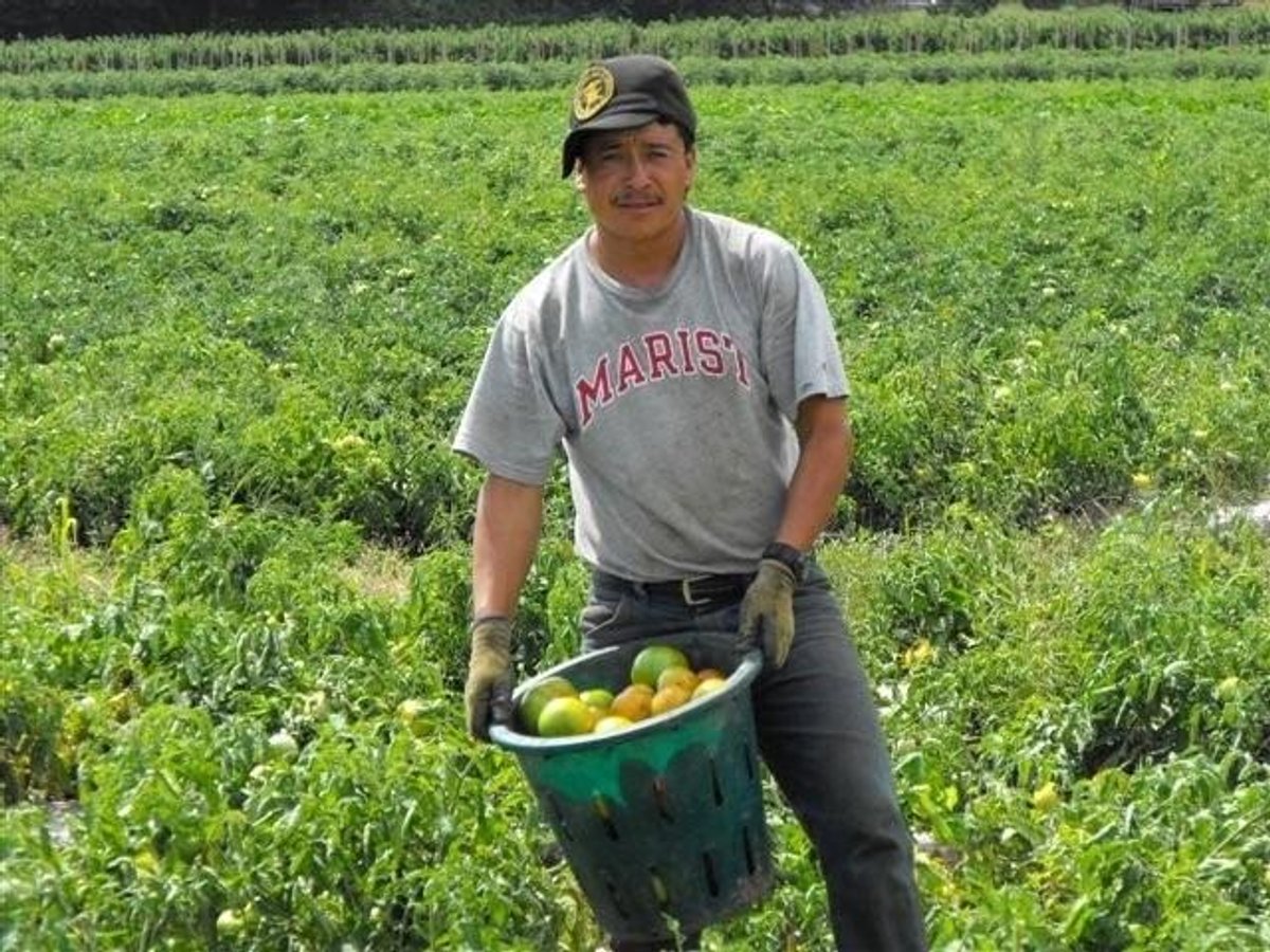 2025年,超过2.5万名墨西哥人参与了墨西哥-加拿大临时农业工人计划(PTAT)