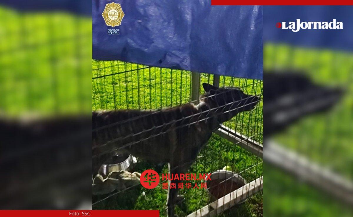 房产内疑藏机枪弹药,另养至少27只狗