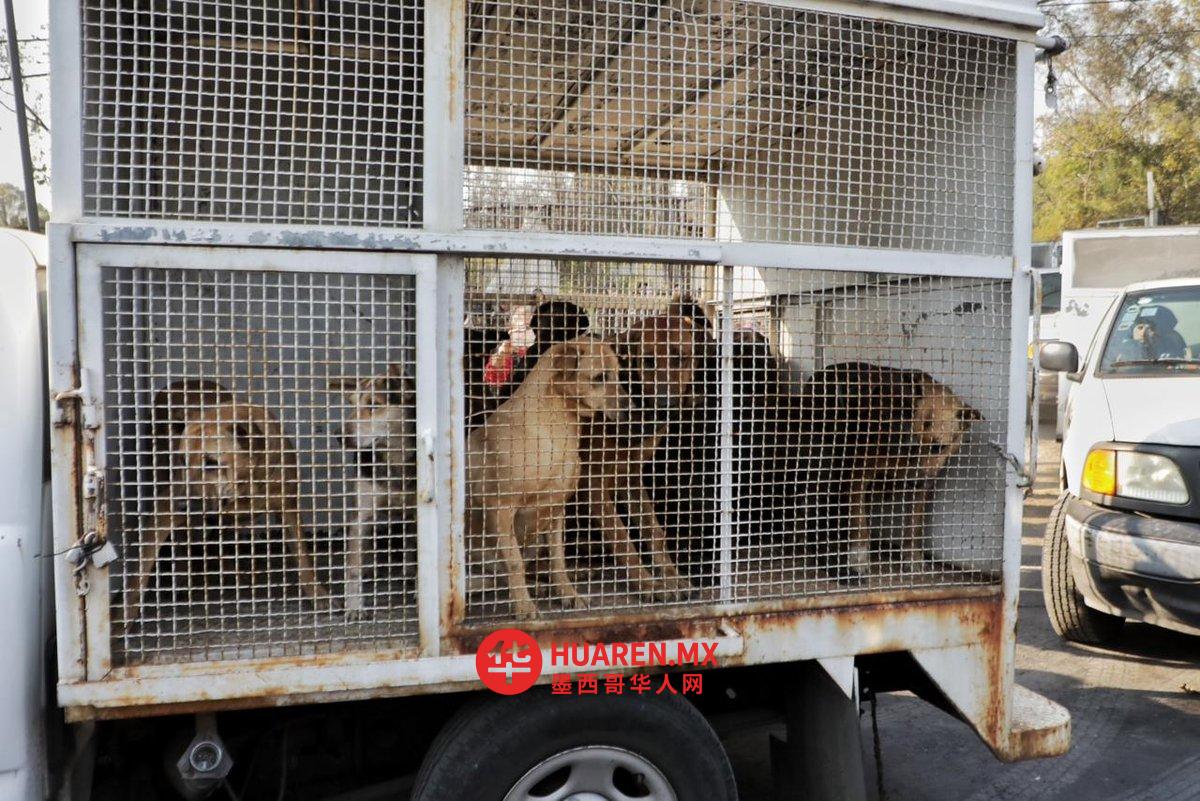 墨城政府接举报后转移收容所涉虐犬只