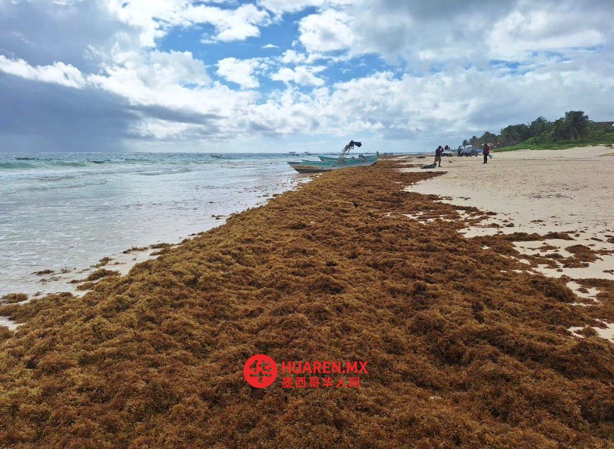 昆塔纳罗奥（Quintana Roo）海岸藻类堆积加剧，影响海滨活动与旅游体验