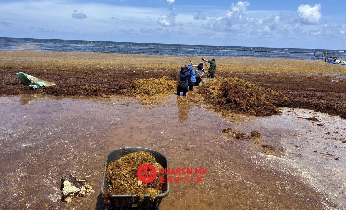 马尾藻提前袭扰马哈瓦尔海域，当地已启动应急响应