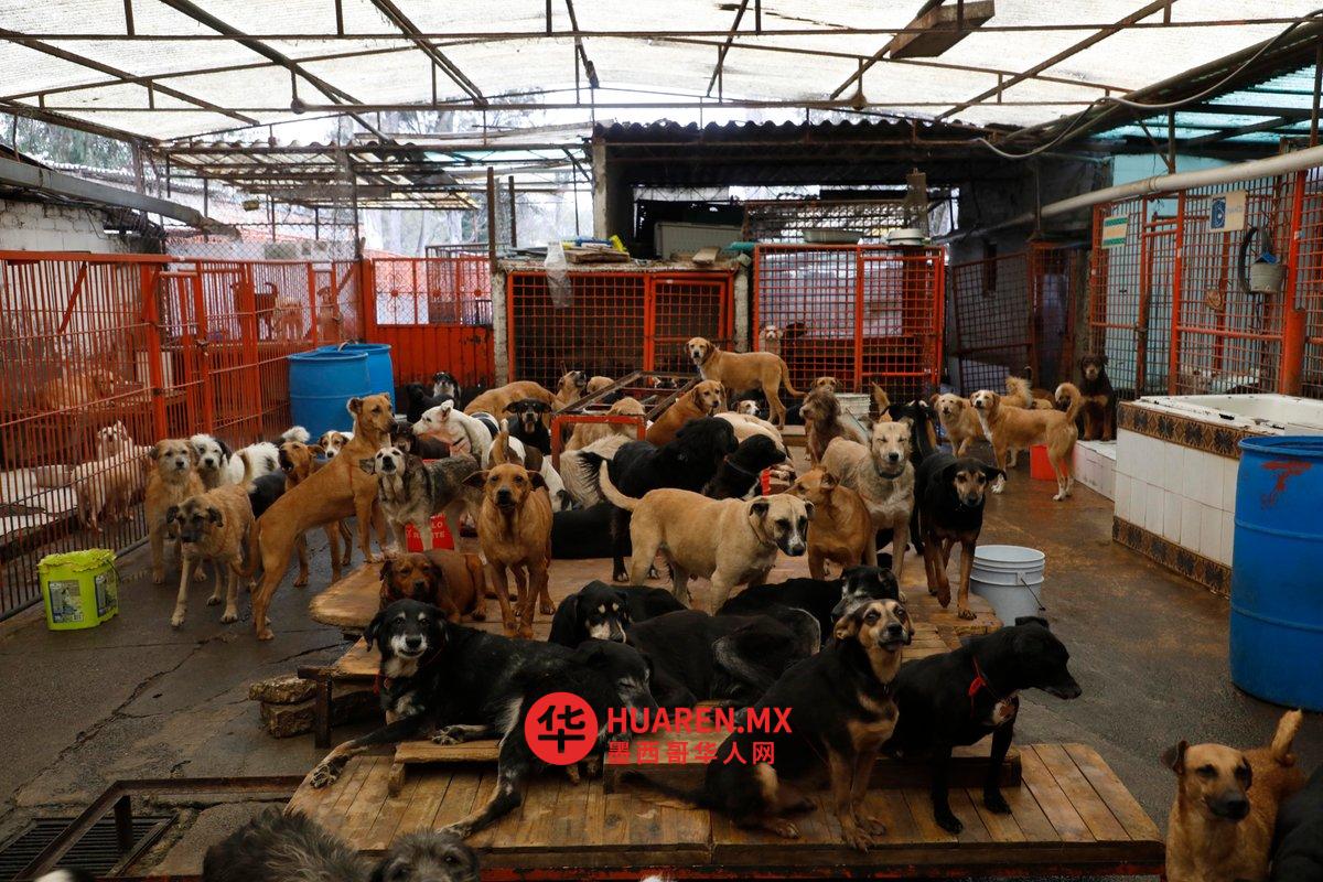 动物权益人士封锁抗议，要求监督获救犬只安置情况