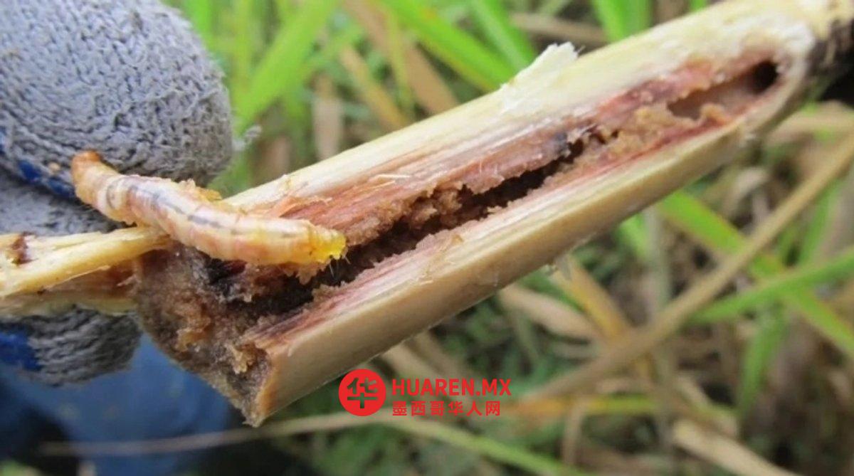 波托西瓦斯特卡现“不育虫”侵袭农田,当地紧急加强防疫