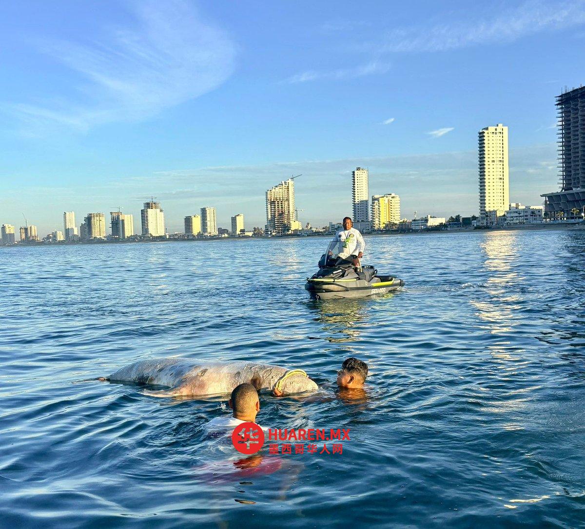 锡那罗亚州马萨特兰海滩发现一具海狮尸体