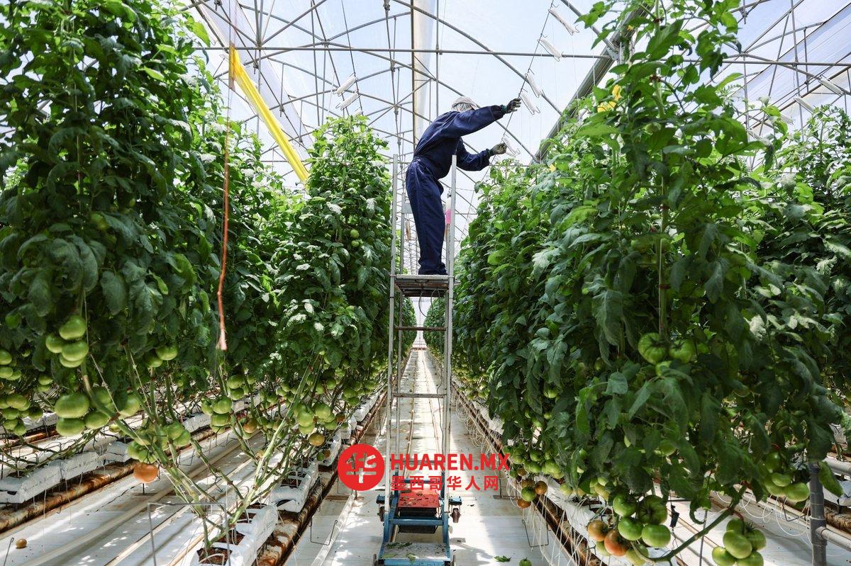 墨西哥的国内生产总值在2025年增长了0.8%
