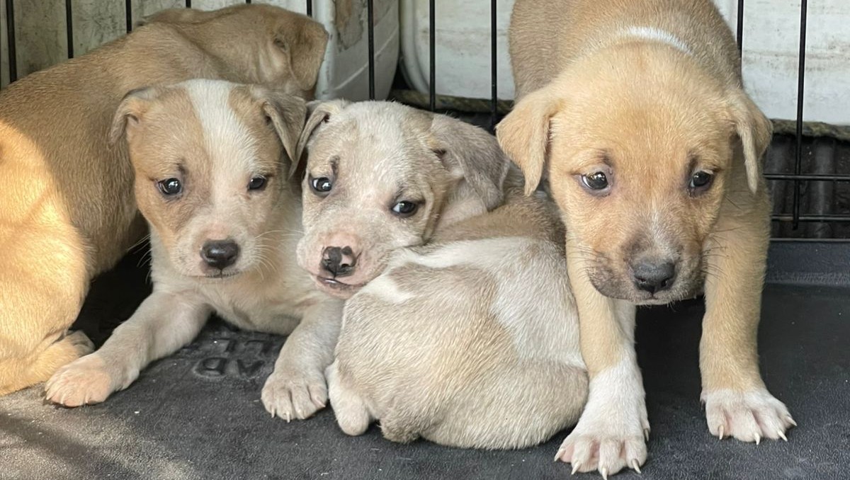 蒙特雷民众救助八只被遗弃幼犬