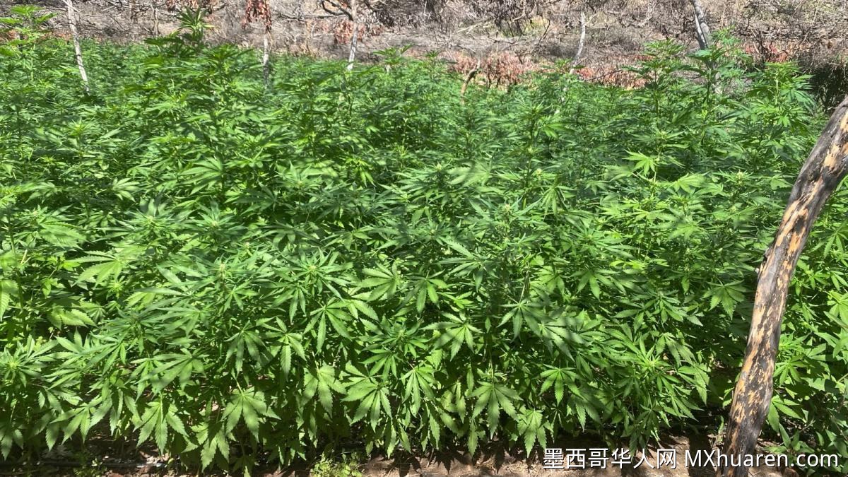 墨西哥海军在蒂华纳销毁29.1万株大麻