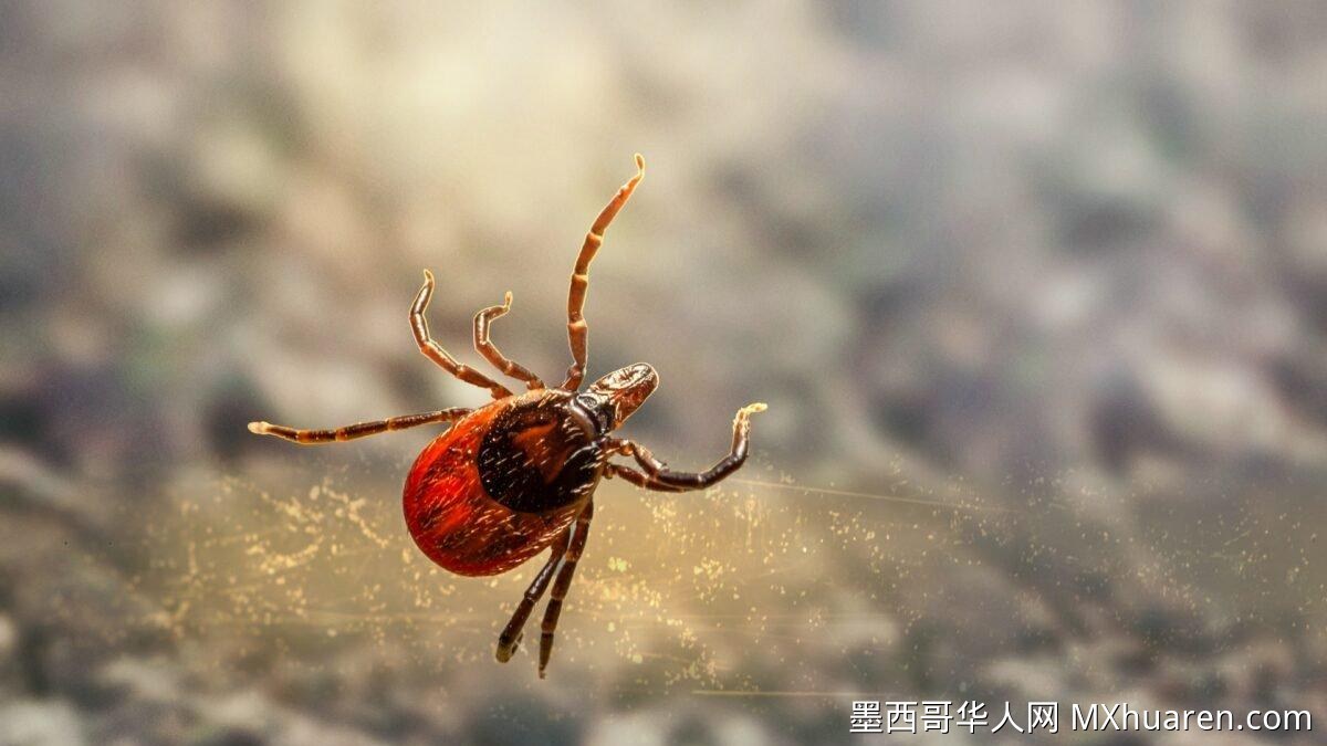 墨西哥立克次体病激增78% 北部多州拉响警报