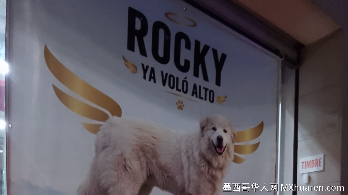 “本可幸存”：科阿韦拉纪念巨犬罗基