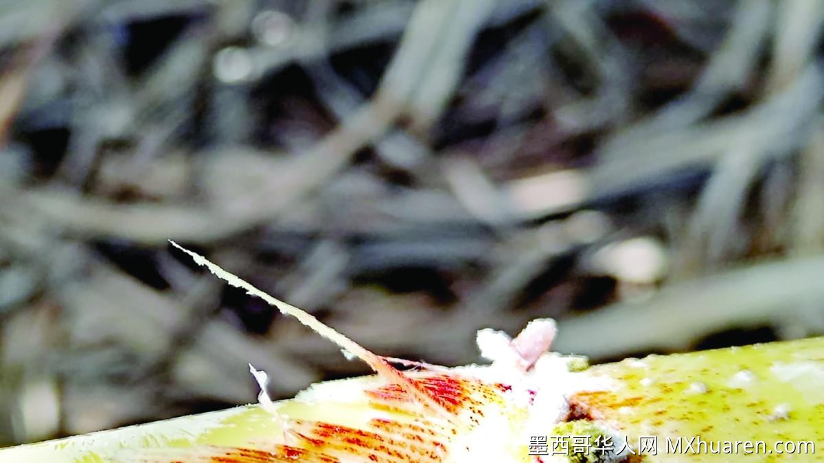 韦拉克鲁斯甘蔗田暴发镰刀菌病害 产量损失达四成