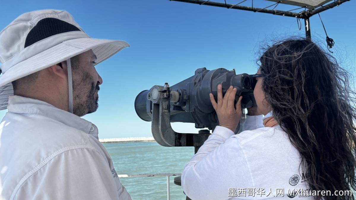 世界小头鼠海豚日:墨西哥环保组织称社区参与是保护关键