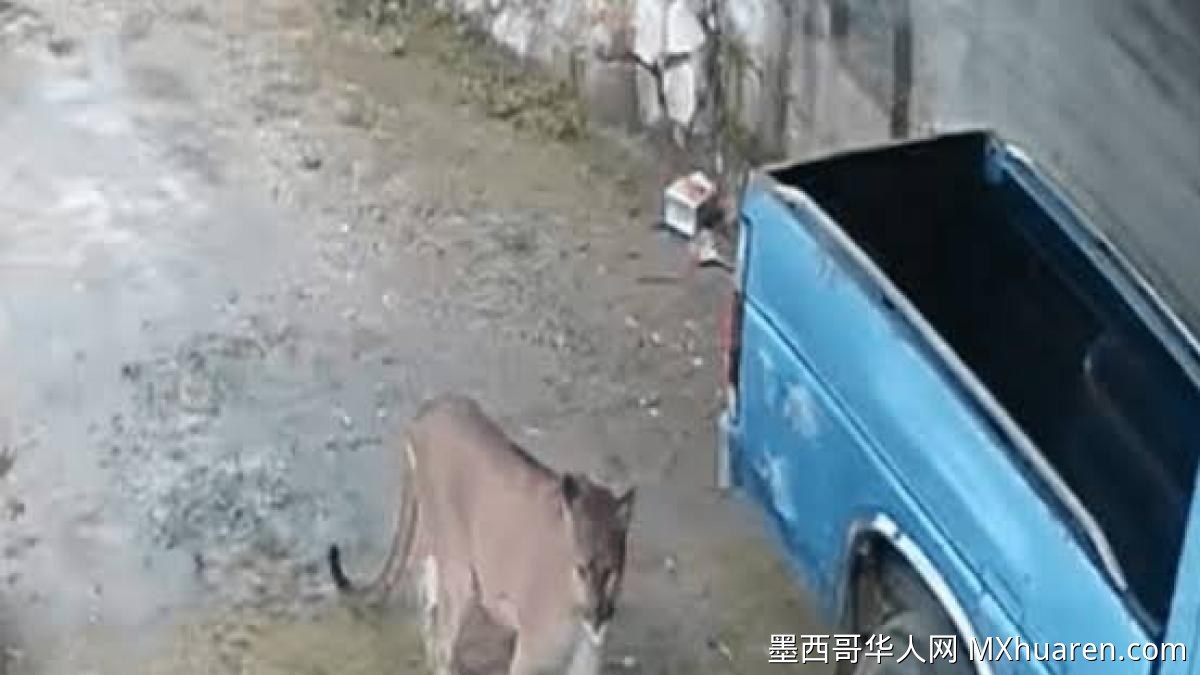 克雷塔罗州发现美洲狮出没 民防部门吁民众防范