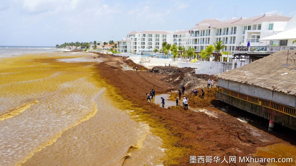 辛鲍姆周末访问金塔纳罗奥州 考察图卢姆 jaguar 公园与海藻问题