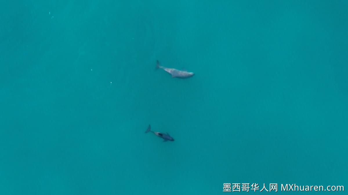 墨西哥加州湾北部监测到三只小鼠海豚 声学探测超40次
