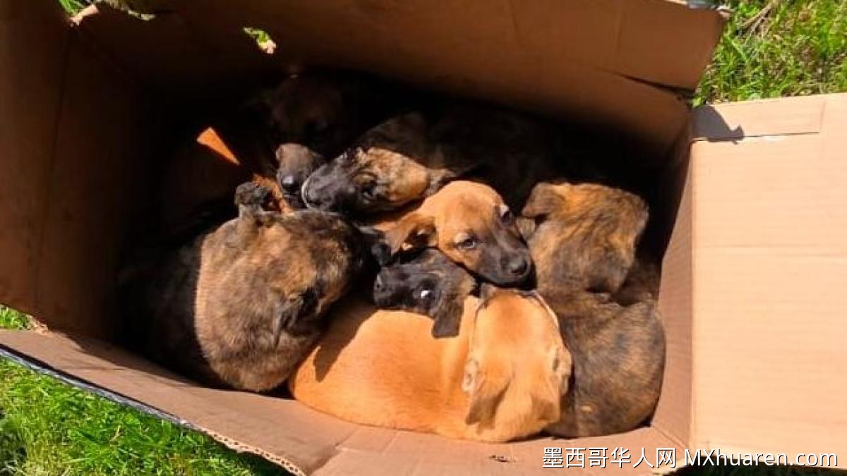 八只被弃幼犬在塔尔潘获救