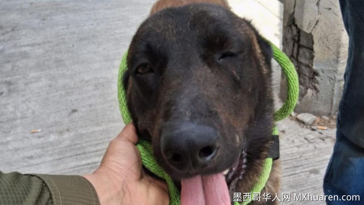 墨西哥新莱昂州牧羊犬遭 machete 斩尾被救