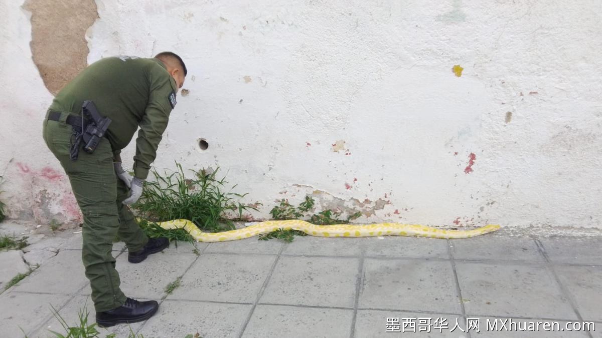 科阿韦拉州萨尔蒂约市中心捕获巨型白化缅甸蟒