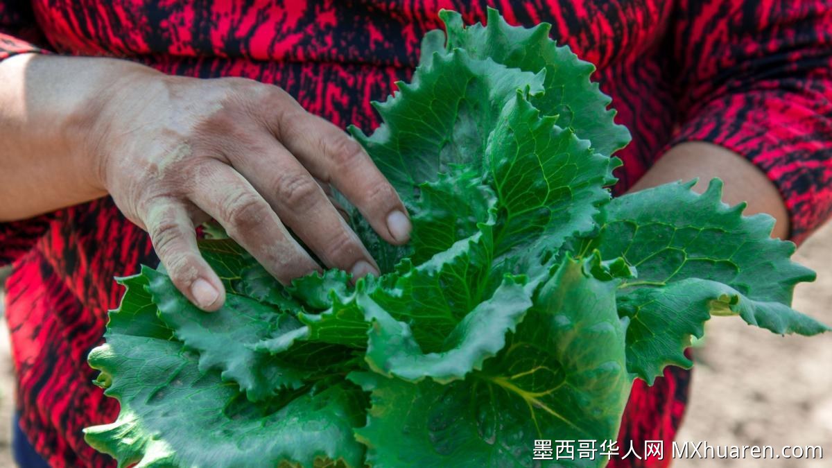 美国再查生菜寄生虫污染事件
