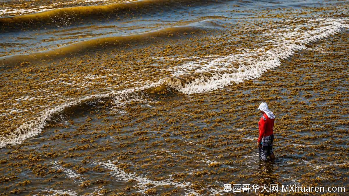 应对海藻灾害须靠科学与规范管理