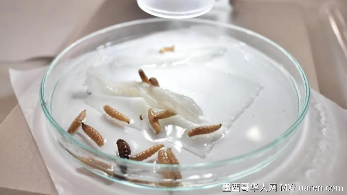 墨西哥仅四州无牛栏螺旋蝇疫情