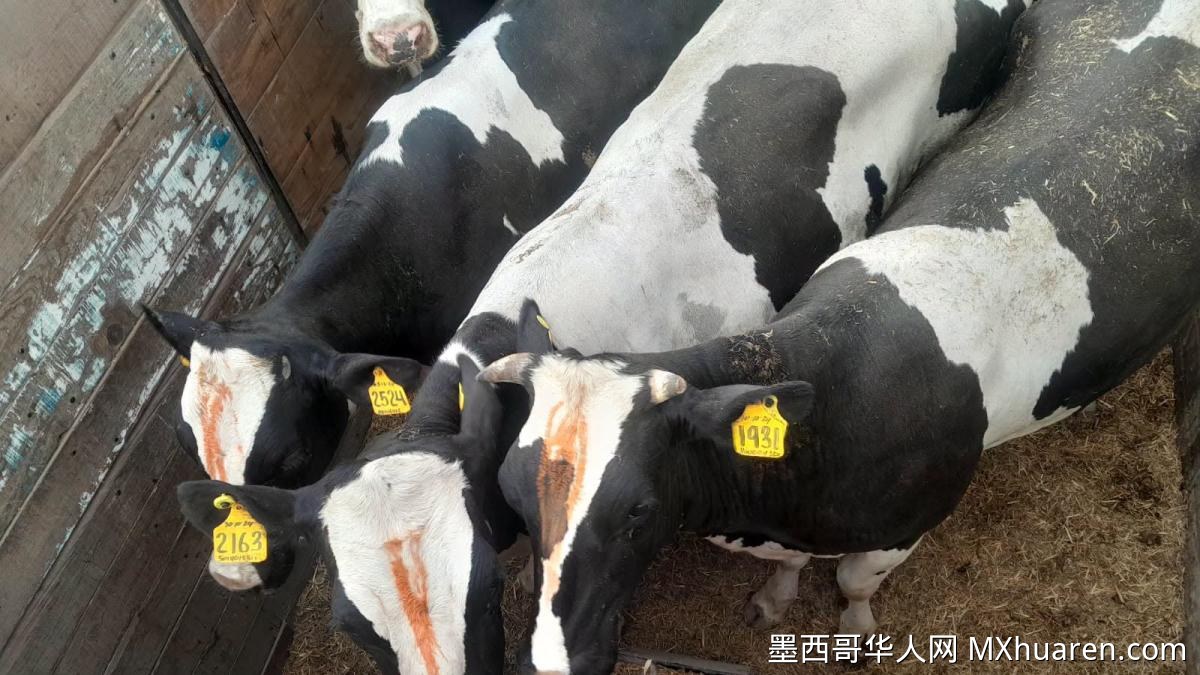 杜兰戈查获非法运输10头母牛男子