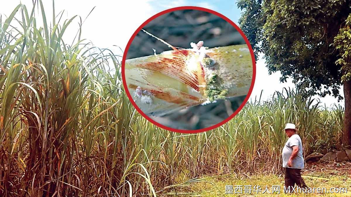 韦拉克鲁斯甘蔗双灾暴发危及全国糖业