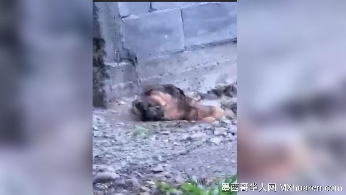 科阿韦拉州幼犬被活埋链条锁身