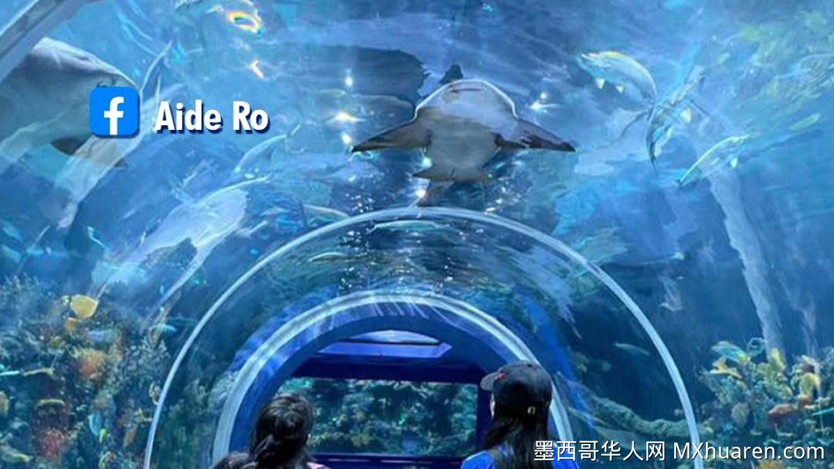 米钦水族馆今夏推弹性票价