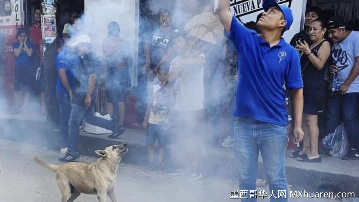 送别“库埃特斯”：小镇爱犬车祸离世