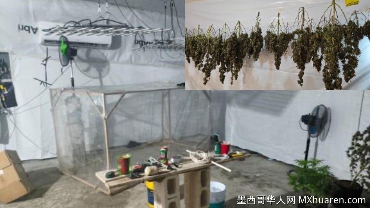 墨西哥金塔纳罗奥州捣毁两处毒品种植窝点