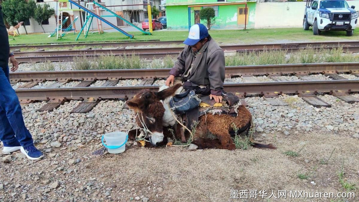 墨西哥小驴遭虐待后转移至收容所