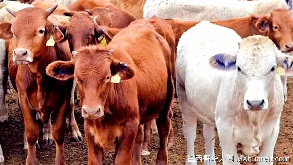 墨西哥28州现钻孔虫疫情 急需遏制蔓延