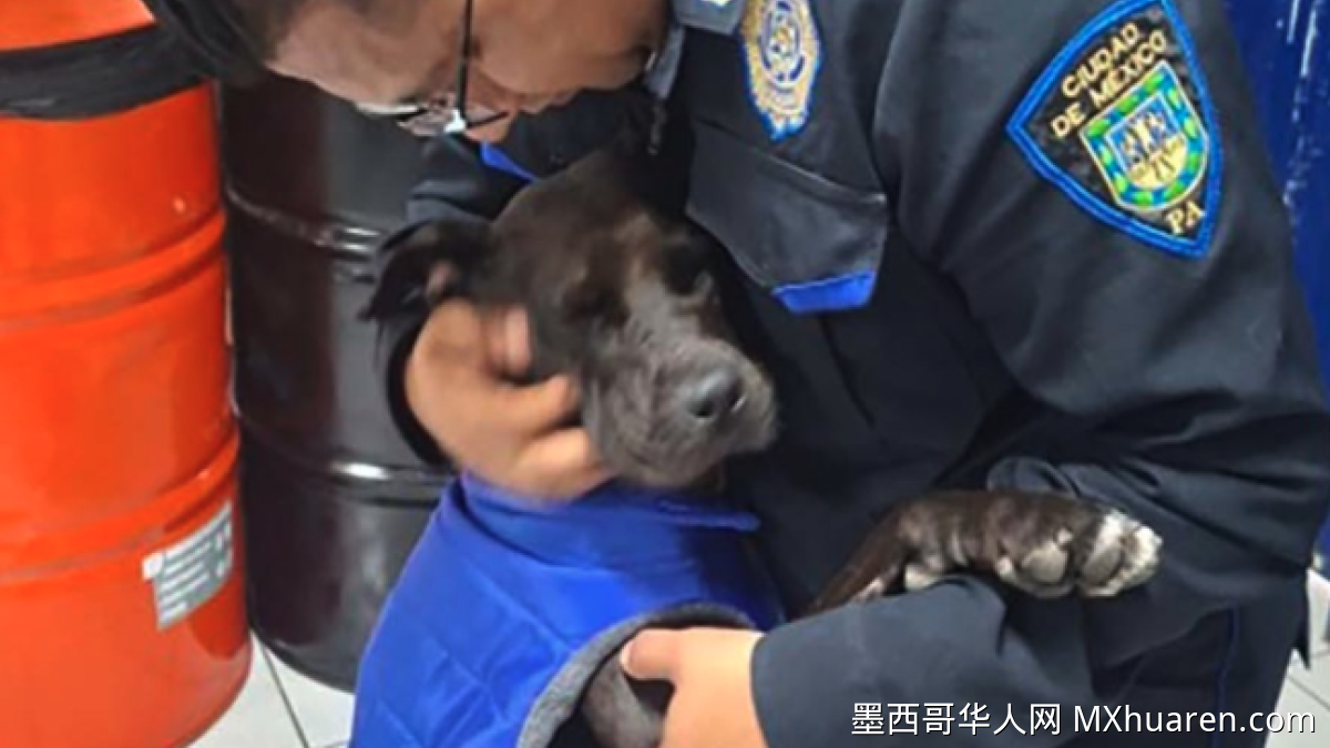 墨西哥城警局正式收养受伤流浪狗"Patotas"
