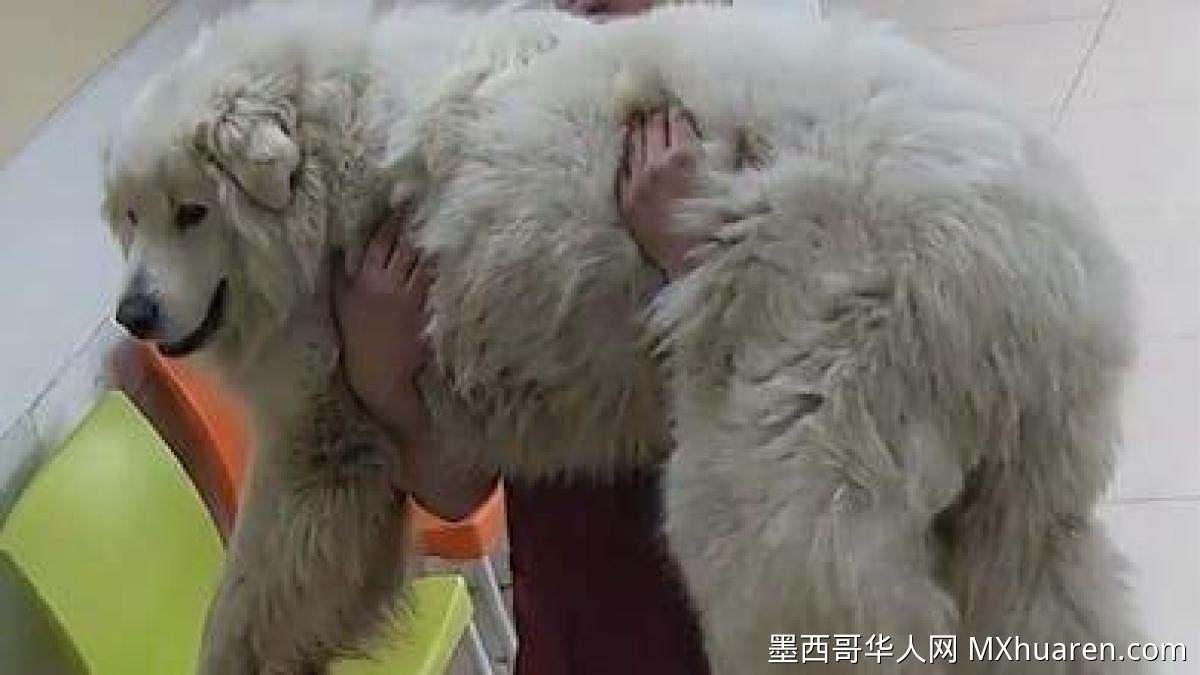 萨尔蒂约巨犬被拖行致死案主犯被捕