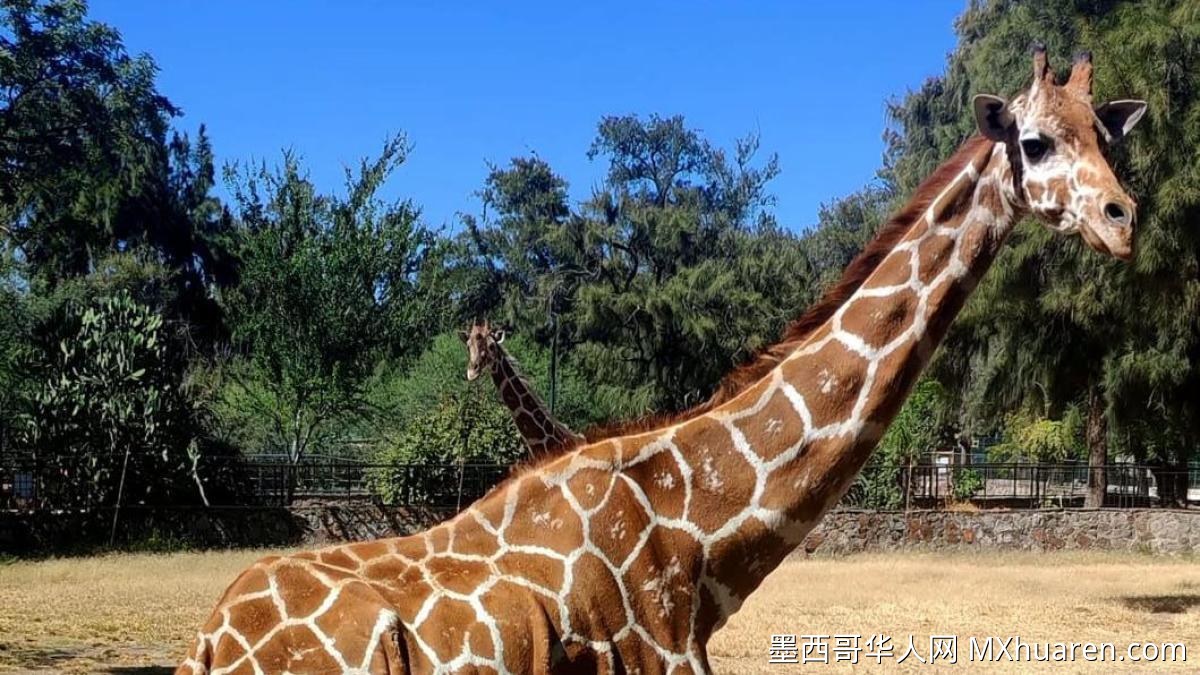 莱昂动物园长颈鹿窒息死亡