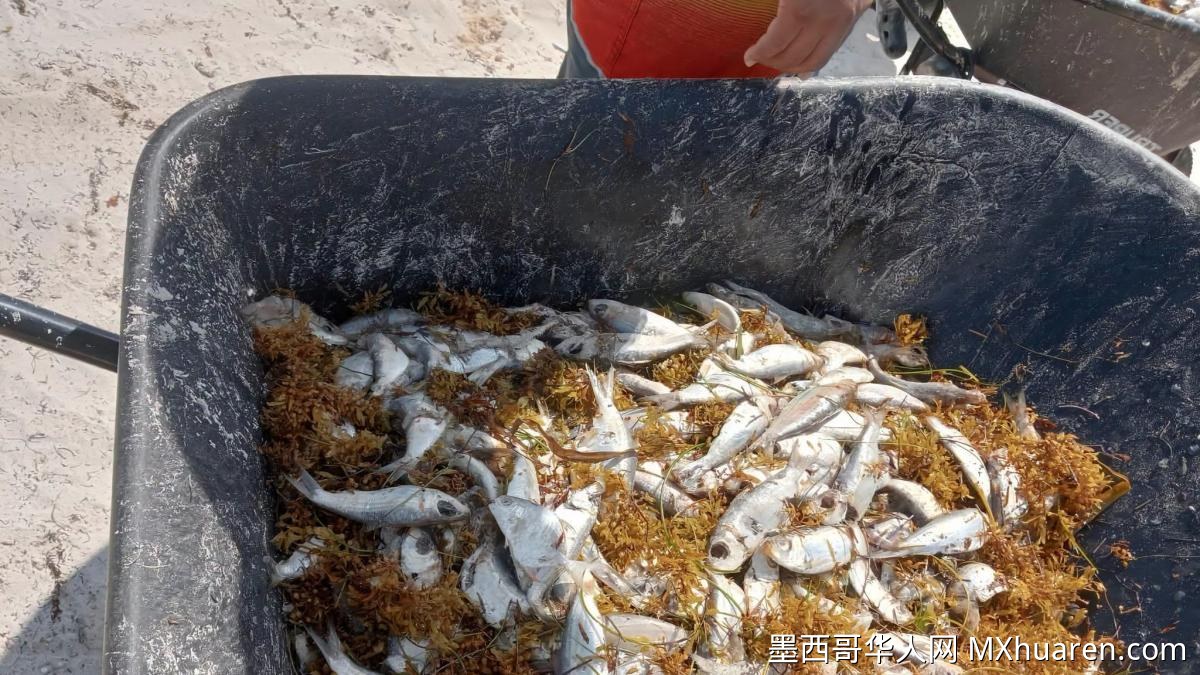 红藻腐烂致数百沙丁鱼死亡