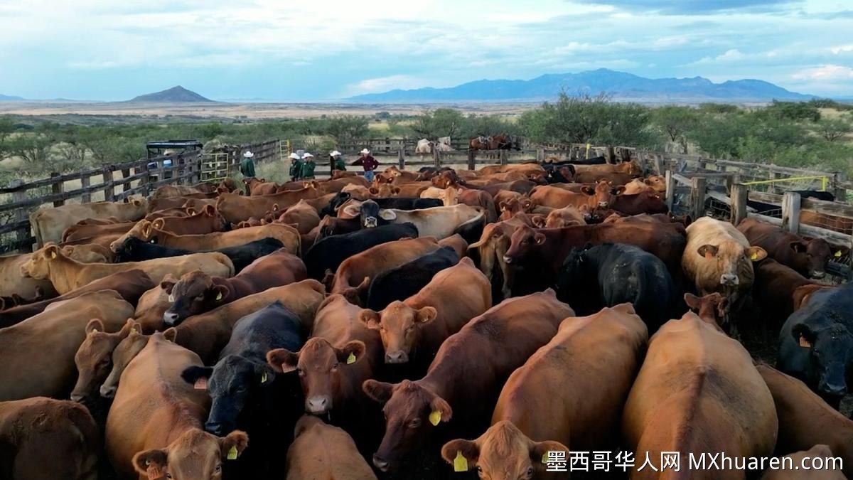 170万头牛滞留墨西哥 因对美出口受阻