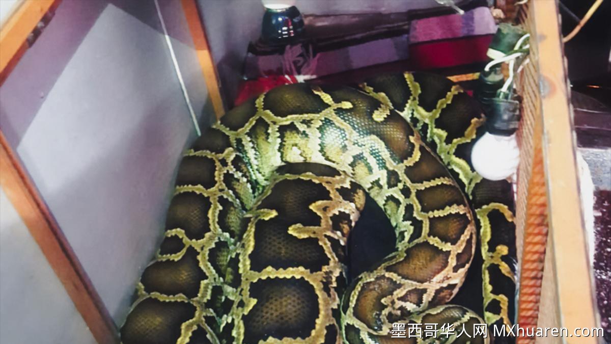 墨西哥联邦环保署查扣非法展出四米长缅甸蟒