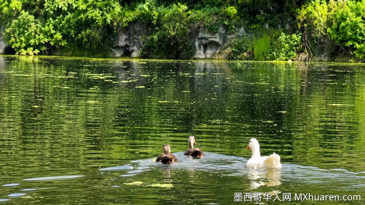 科约阿坎湖清淤后候鸟回归