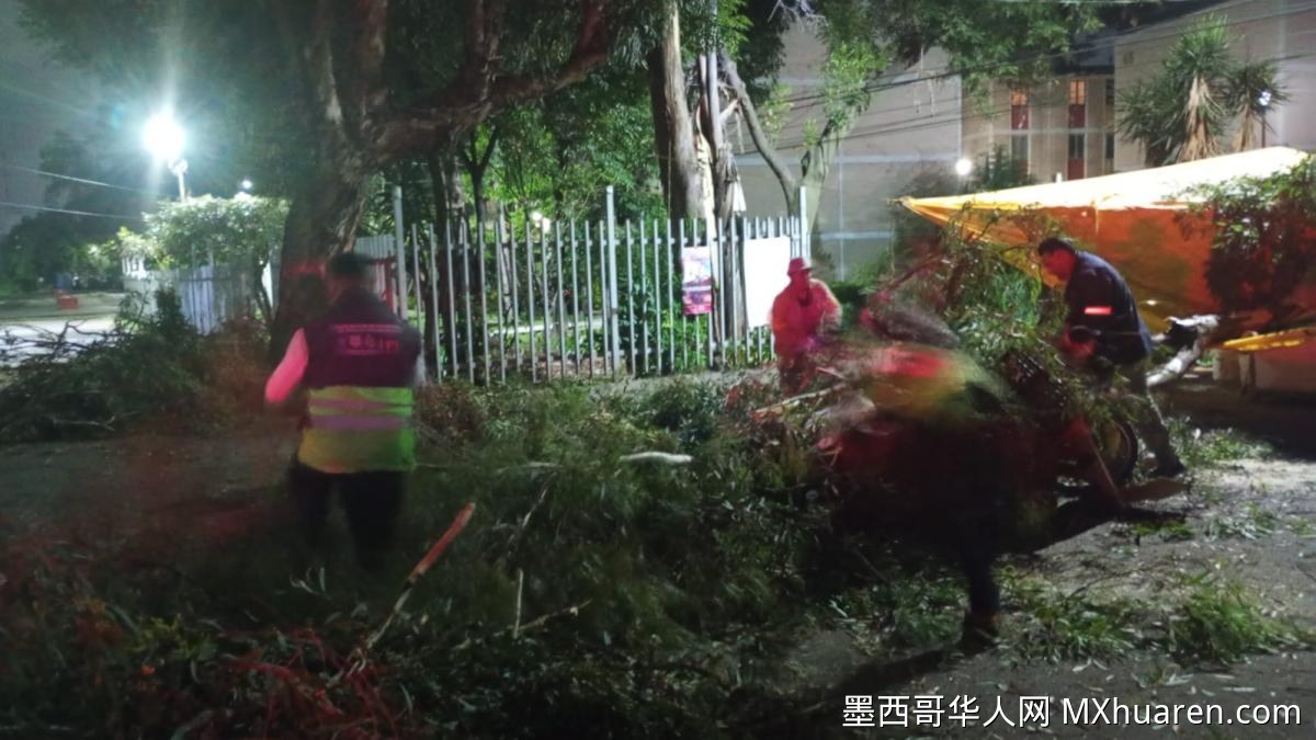 大风致树枝断裂砸伤两人