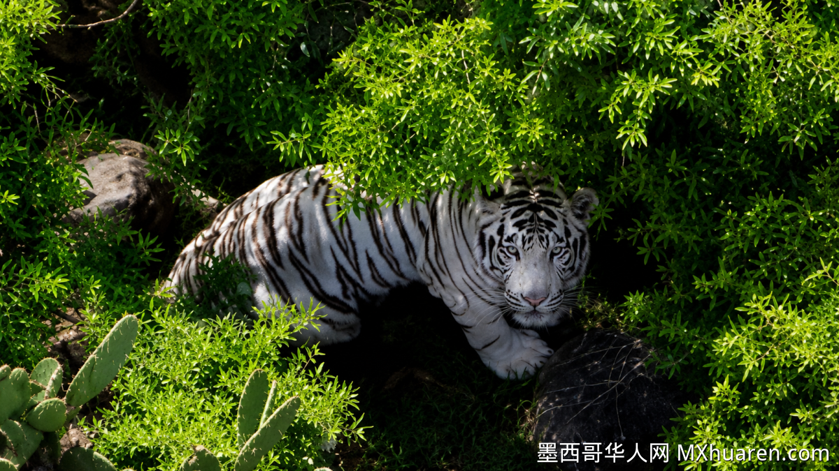 白虎Kenzo逃脱致死后续:责任方面临何种法律制裁?