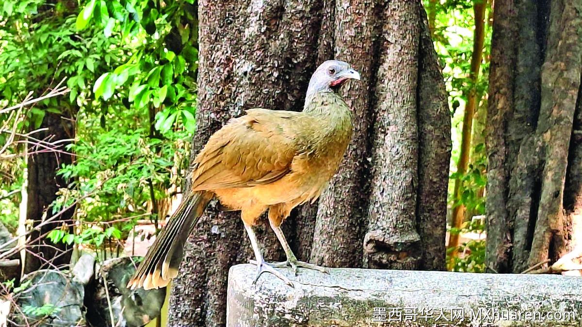 墨西哥恰帕斯州动物园发现H7N3型禽流感 保护区两只野生鸟确诊