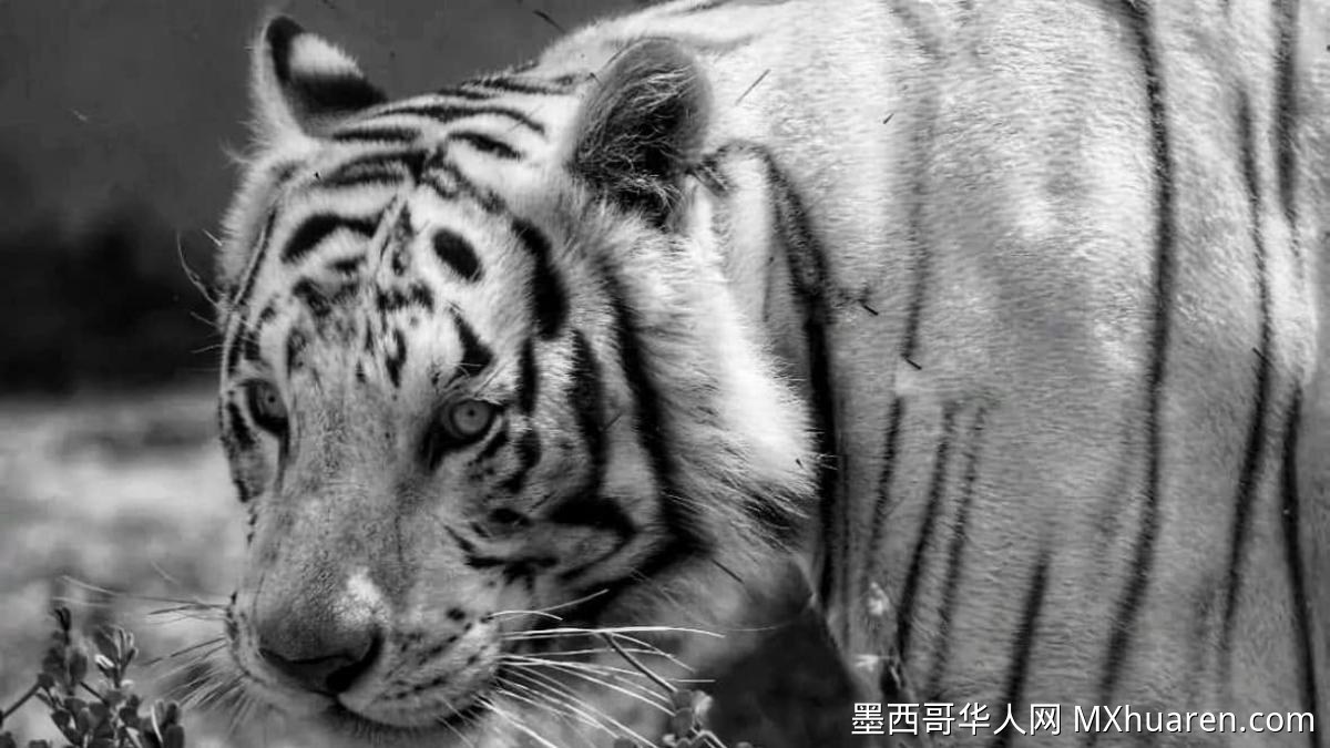 墨西哥射杀世界仅存白虎之一 全球圈养仅约200只