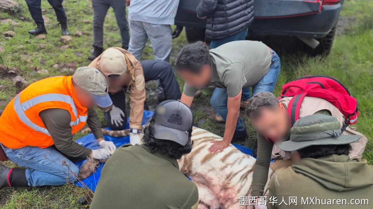 墨西哥白虎逃逸后被射杀 市长称其“状态良好”