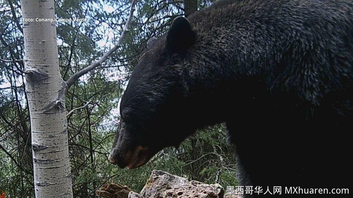 罕见画面!墨西哥奇瓦瓦州拍到黑熊消暑挠痒行为